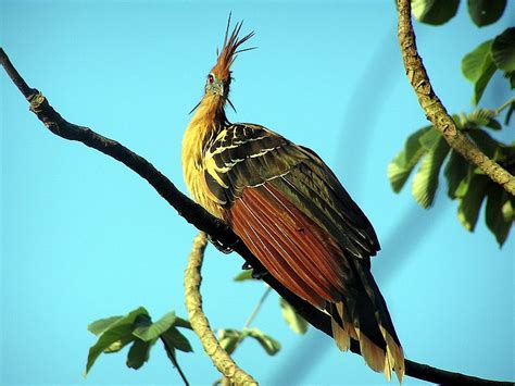 The National Bird of Guyana - Hoatzin