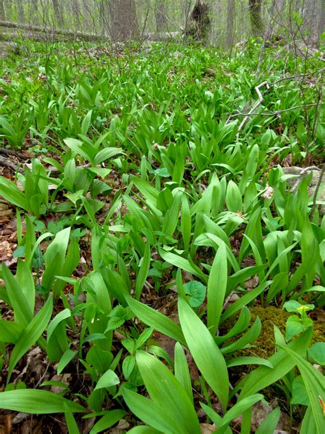 Why It’s Better to Grow Wild Plants Like Ramps Than to Forage for Them – Anthrocode