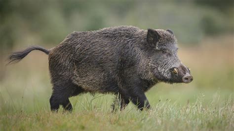 Wild pigs in Ontario - Ontario Grain Farmer