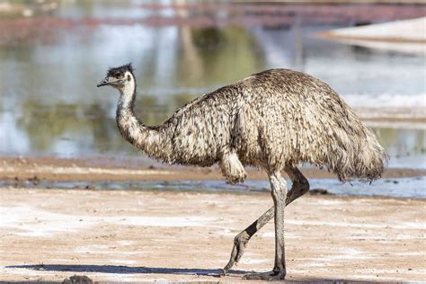 8 Amazing Emu Facts