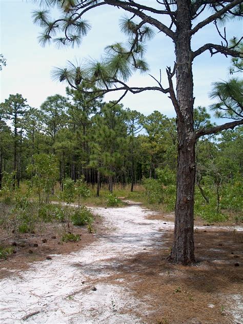 Carolina Beach State Park - Wikipedia