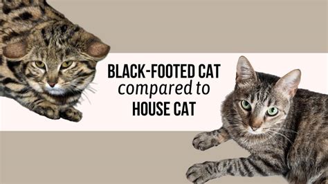 Black-Footed Cat Compared To House Cat