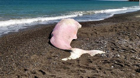 Sperm whale found dead in Sicily with stomach full of plastic - CNN