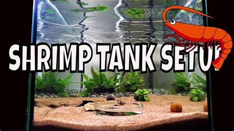 How to Setup A Cherry Shrimp Tank With Sand | Shrimp tank, Cherry ...