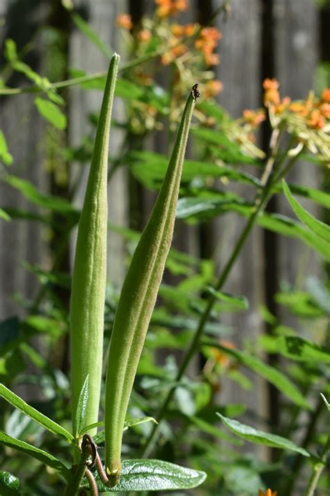 How to plant milkweed seeds | indie herbalist