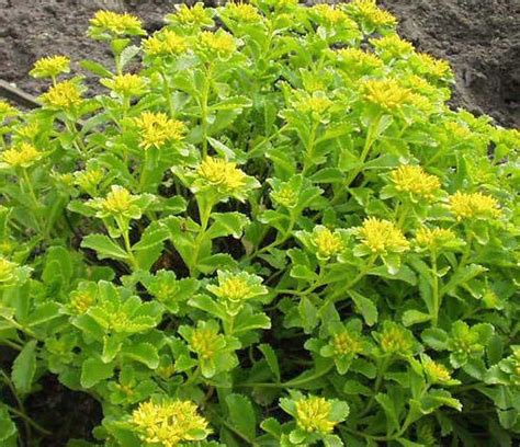 4 YELLOW SEDUM Ground Cover Plants | Etsy | 1000 | Ground cover plants, Plants, Ground cover