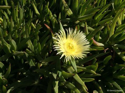 Carpobrotus edulis – PLANTBOOK