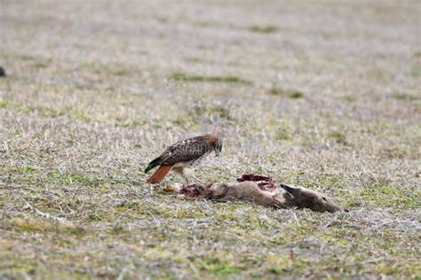 Red-tail Hawk Feeding on Deer Carcass Stock Image - Image of whitetail, redtail: 120315171