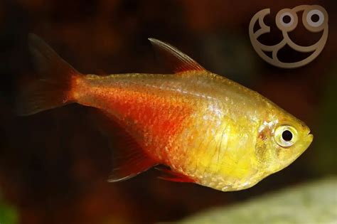 Flame Tetra - Gold - Hyphessobrycon flammeus Fish Profile & Care Guide