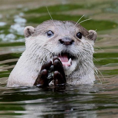 "otter" Meme Templates - Imgflip