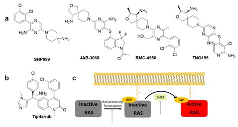 IJMS | Free Full-Text | Small-Molecule Inhibitors and Degraders Targeting KRAS-Driven Cancers