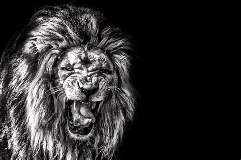 Black And White Lion Roar Wallpaper