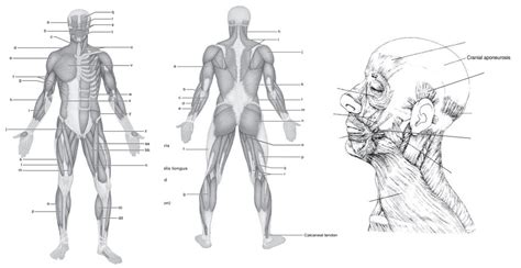 Muscles Of The Hip Thigh And Leg Worksheet Answers - Worksheets For ...