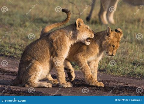 African lion cubs stock photo. Image of fauna, outdoor - 20474138