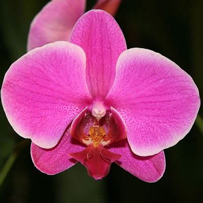 Moth Orchid Propagation