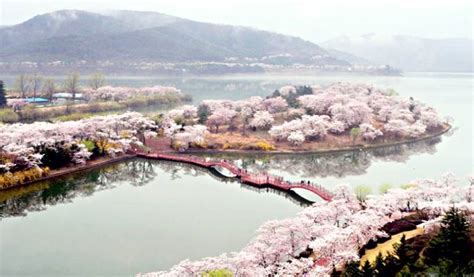 Gyeongju Cherry Blossom Festival 2019 Day Tour from Seoul - Trazy, Korea's #1 Travel Guide