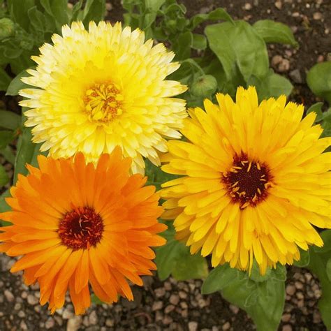 Calendula Pacific Beauty Flower Seed Mix | Everwilde Farms