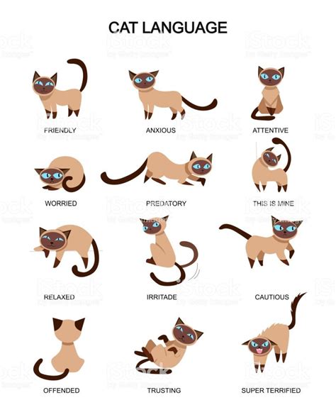 Image result for cat tail meanings | Cat language, Cat expressions, Cute baby cats