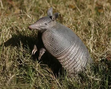 Nine Banded Armadillo Facts | Anatomy, Diet, Habitat, Behavior - Animals Time