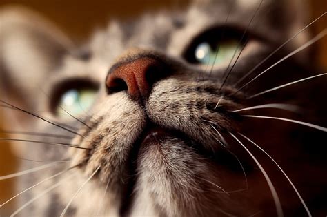 The Wonder of Whiskers: Debunking Myths of the Cat's Whiskers ...