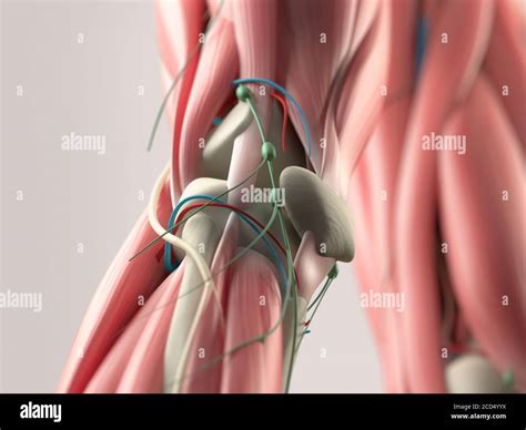 Quadriceps tendon surgery hi-res stock photography and images - Alamy