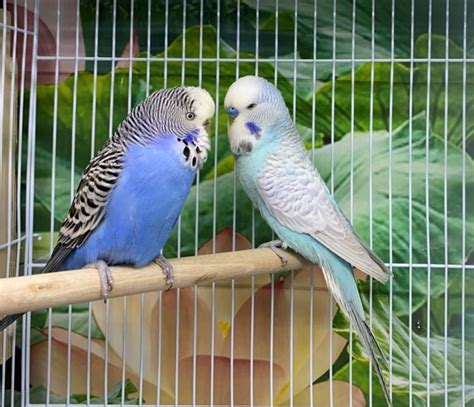 Budgies: All You Need To Know About Your budgies aka budgerigar