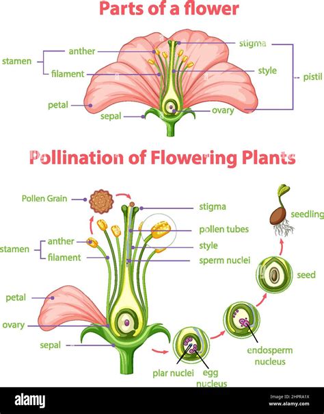 Flower pollination diagram Cut Out Stock Images & Pictures - Alamy