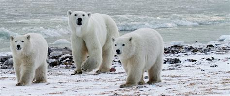 Private Polar Bear Tour & Migration Safari | Arctic Kingdom