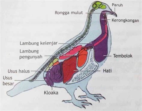 Organ Pada Hewan - Homecare24