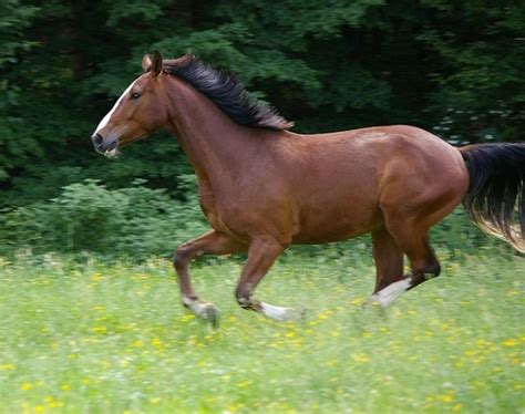 Domestic animal horse gallop solipeds mammal Photo | Free Download