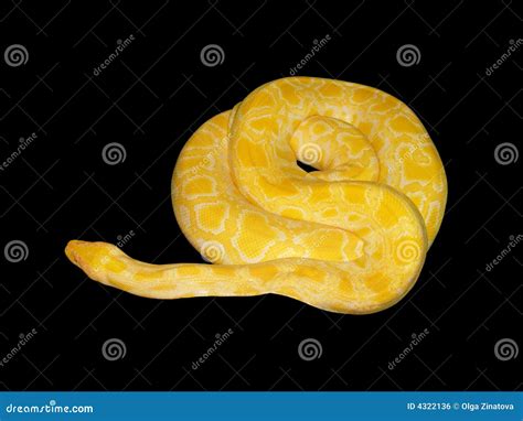 Yellow python stock photo. Image of animal, spiral, black - 4322136