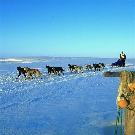 Iditarod Dog Sled Race 2013: Dates, Start Time and Event Info | Bleacher Report | Latest News ...