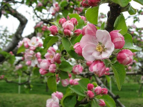 The Orchard Tea Room & Farm Shop: Sponsor a Bramley Apple Tree 2017