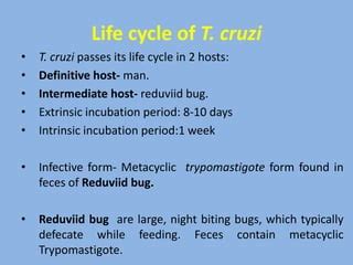 Reduviid bug And Chagas Disease | PPT