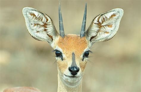 an alert steenbok photo, Kruger National Park South Africa