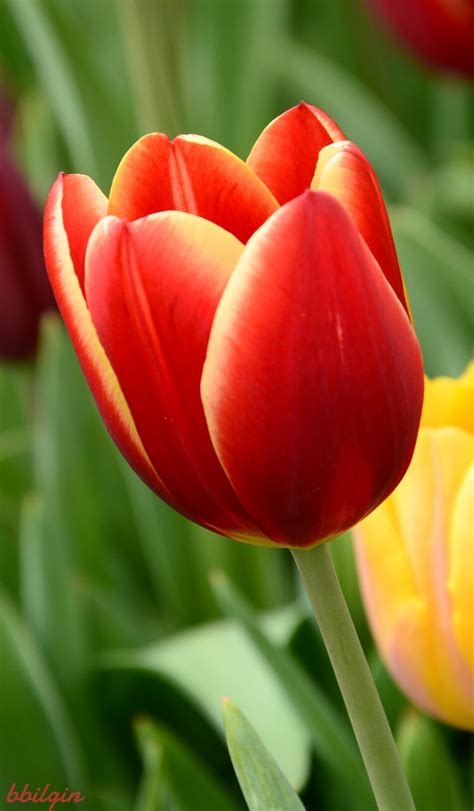 Tulip Photography ~ Lotus Flower Pink Pond Leaves Resolution ...