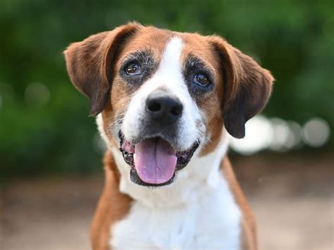 Lake County Animal Shelter Holds Pupsicle Event to Help Place Dogs