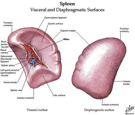 Spleen diagram | Healthiack