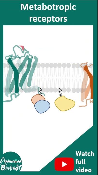 Ionotropic vs Metabotropic receptors | mode of action and examples | 1 ...