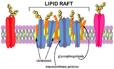 Lipid - The Definitive Guide | Biology Dictionary