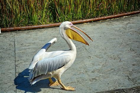 Bird Pelican Beak - Free photo on Pixabay - Pixabay