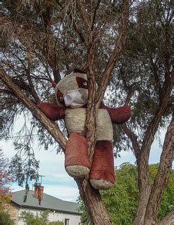 COVID Bear Wearing Its Mask | Michael Coghlan | Flickr