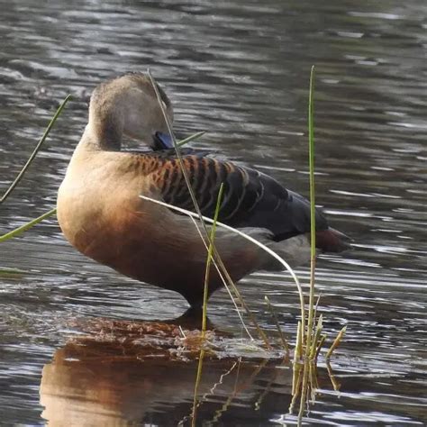 Lesser whistling duck - Facts, Diet, Habitat & Pictures on Animalia.bio