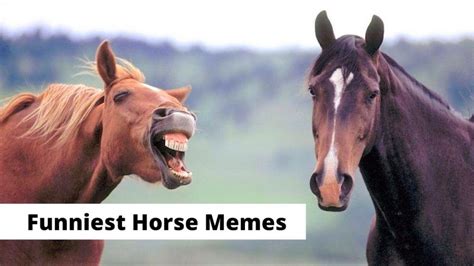 40 Funny Horse Memes Equestrians Will Find Hilarious