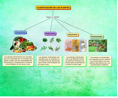CLASIFICACIÓN DE LAS PLANTAS
