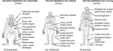 Figure 4 from Human locomotion and heat loss: an evolutionary perspective. | Semantic Scholar