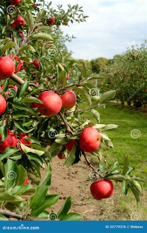 Apple Tree Just before Harvest Stock Photo - Image of farmer, apples ...