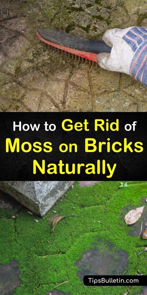 Smart Ways to Get Rid of Moss on Bricks Naturally | How to clean brick, Cleaning hacks, Moss