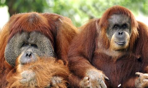 7 of Indonesia’s greatest wildlife experiences | Wanderlust