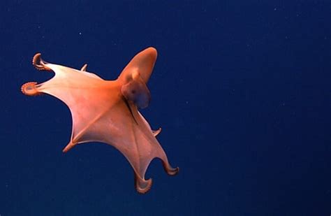 Dumbo Octopus - Description, Habitat, Image, Diet, and Interesting Facts